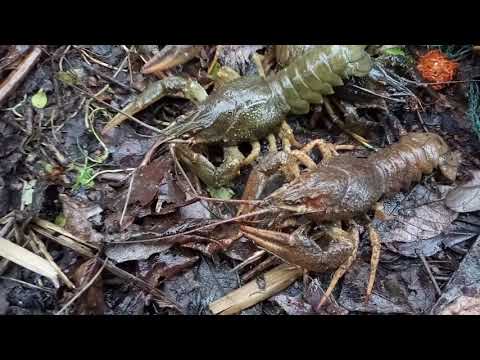 Видео: Раколовка простояла неделю. ПРОВЕРКА. Ловля раков.