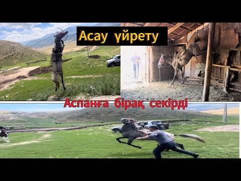 Видео: АСАУ ҮЙРЕТУ / АСПАНҒА СЕКІРІП ҚҰЛАДЫ / КӨК АЙҒЫРДЫҢ БАЛАСЫ КӨКТҰЙҒЫН / #асауүйрету  #асау #апититкз
