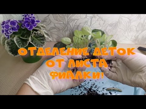 Видео: Как добиться и вырастить, 1-2 добротных деток, у материнского листа Фиалки!