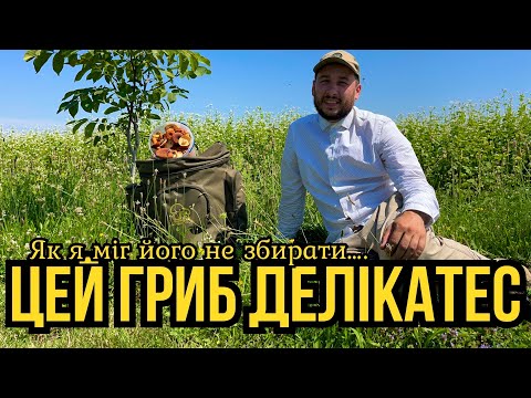 Видео: Гриб Скарб!!! Вперше збираю Хрящ-Молочник +чудовий Рецепт.