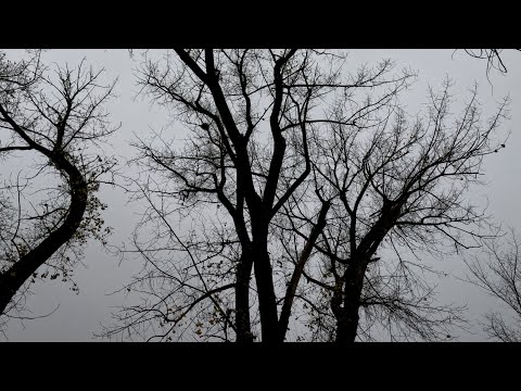 Видео: City walking #157. Volgograd. Krasnooktyabrsky dist. (Волгоград. пр. Ленина краснооктябрьского р-на)