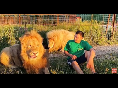Видео: Как ЛЬВЫ ВСТРЕТИЛИ сотрудников зоопарка?!