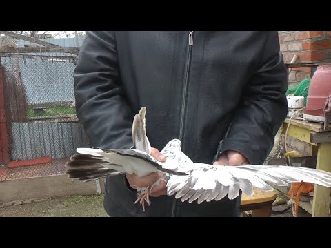 Видео: #голуби  2.ч.Обзор ~ голубей продолжение у Дяди Андрея ~ Финал ~  9.04.2025.г. Кучерда. Г. Сальск. 🎥