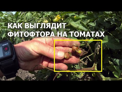 Видео: Фитофтора и Альтернария на томатах//как с ней бороться?