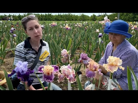 Видео: Ирисы в сиреневых тонах / Сад Ворошиловой