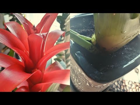 Видео: Почему стоит пересадить Гузманию? Пересадка  Бромелиевых
