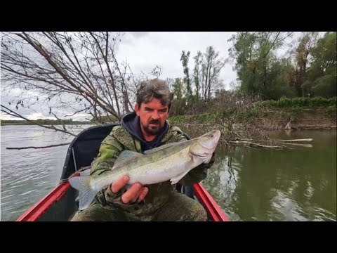 Видео: ПОРОЛОН РУЛИТ ! Судаки и Язь. Рыбалка на Оби 24 сентября 2023г.