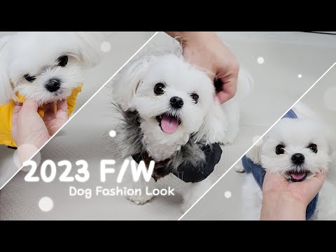Видео: Шоу моды для собак с большим количеством одежды, чем их владельцы
