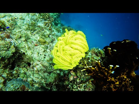 Видео: Голкошкірі Філіппін