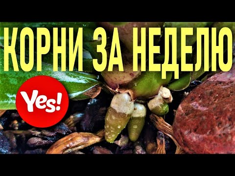 Видео: ВЫМАНИТЬ КОРНИ У ОРХИДЕИ ЗА НЕДЕЛЮ!  ВСЕГО ОДНА ОБРАБОТКА! ЭФФЕКТ ОШЕЛОМЛЯЕТ! АЛОЭ ДЛЯ ОРХИДЕЙ 100%!