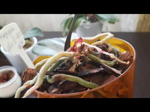 Видео: Как определить, появится на пеньке  орхидеи детка или нет?