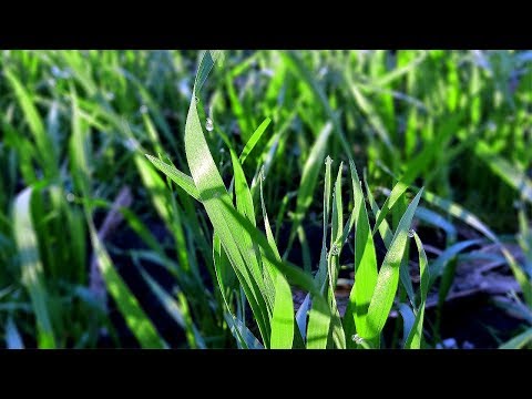 Видео: Химия! Опрыскивание пшеницы фунгицидами и гербицидами. Как это было...