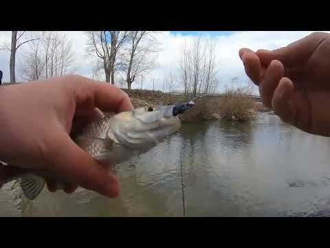 Видео: Най-силният риболов на кефали през зимата!!! Как успях да хвана 20+ кефала в мътната вода???