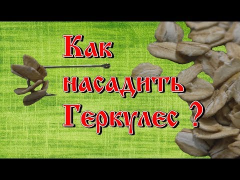 Видео: Как насадить геркулес на крючок ?