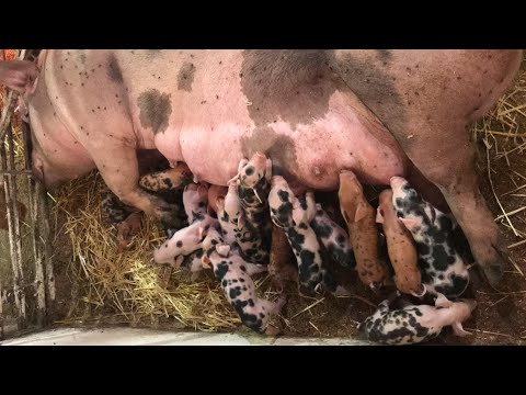 Видео: Я в Шоці😱😱😱Опорос//Рекордна кількість поросят//