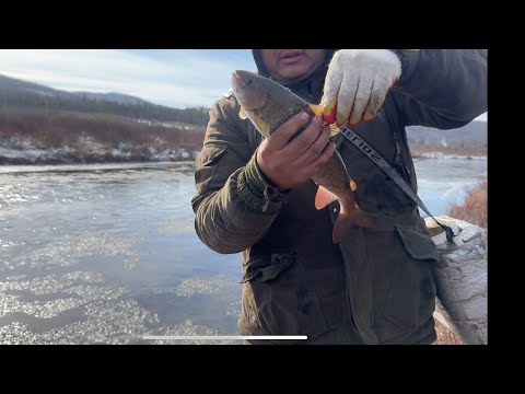 Видео: Осень, Рыбалка в Бурятии! Встретили  косяк рыбы 
