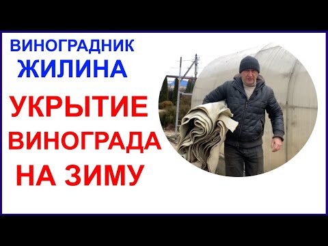 Видео: Как укрыть виноградник для зимовки в Подмосковье. Улица и теплица.