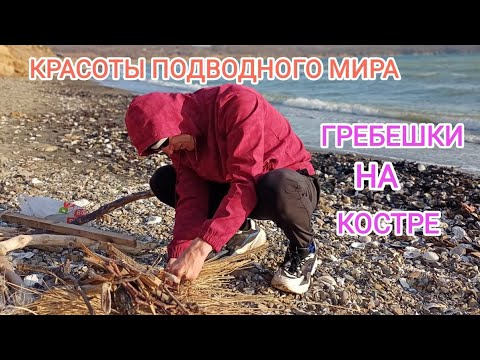 Видео: Гребешок морской. Подводный мир. Дайвинг для начинающих. Жизнь в Приморье.