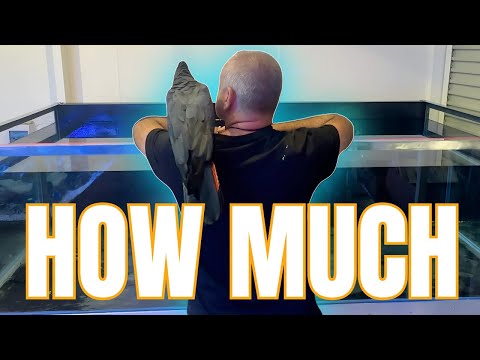 Видео: СКОЛЬКО СТОИТ ФАНЕРНЫЙ АКВАРИУМ?