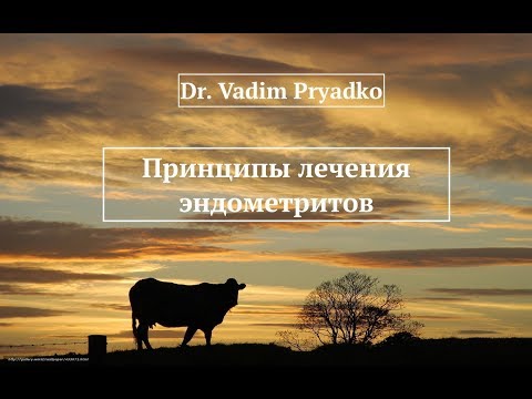 Видео: Принципы лечения эндометрита у коров.