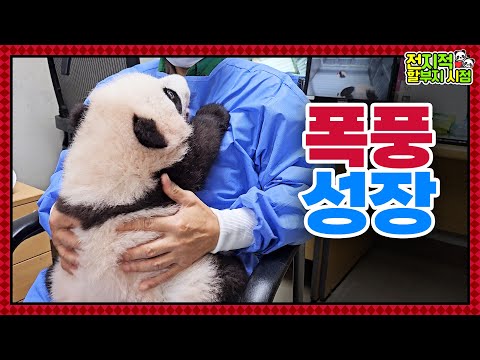 Видео: (SUB) ※Не кукла※ Пандам-близнецам исполнилось 100 дней🐼│Мир панд