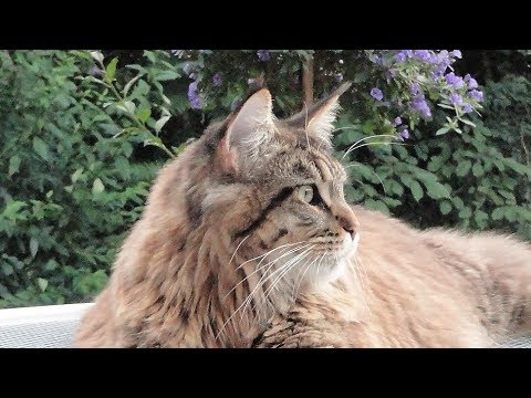 Видео: Котики, лебеди и немцы