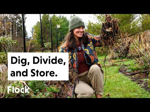 Видео: Выкапываем георгины и готовим сад к посадке — Эп. 338