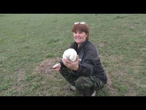 Видео: Апрельские грибы, апрельские предгорья...