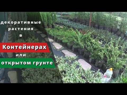 Видео: "Контейнерное" выращивание или открытый грунт. Что лучше? Декоративные растения.