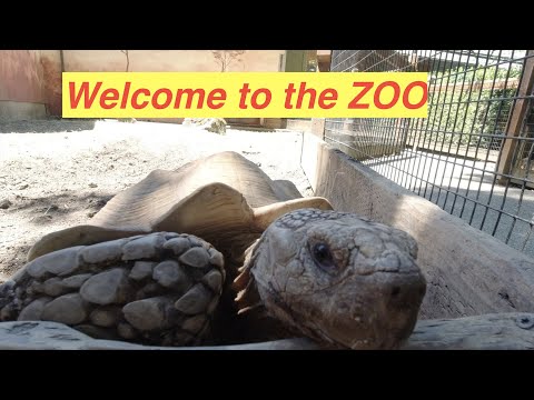 Видео: Oregon zoo 2020/Добро пожаловать в зоопарк!!!