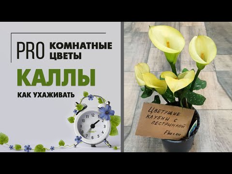 Видео: Калла - клубневое растение, которое можно выращивать не только в саду, но и как комнатное растение