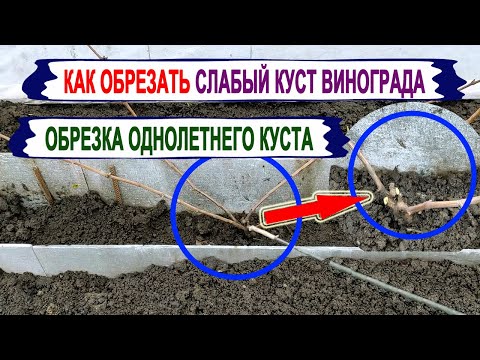 Видео: 🍇 Как обрезать СЛАБЫЙ КУСТ ВИНОГРАДА осенью. Не допускайте таких ОШИБОК. ЖАДНОСТЬ плохой помощник.