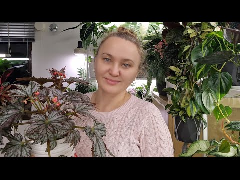Видео: Обзор бегоний,аглаонем, папоротников,диффенбанхий  #top #plants #обзор #цветы #растения #garden