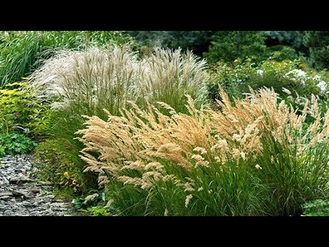 Видео: Осінні злаки,рекомендую#декоративнийсад
