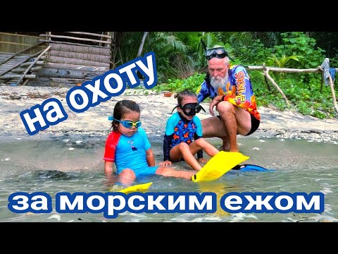 Видео: собираем морских ежей