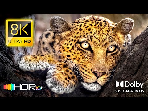 Видео: Африканская Дикая Природа в 8K HDR (Dolby Vision 4K Video ULTRA HD) - Сафари с Животными #8K