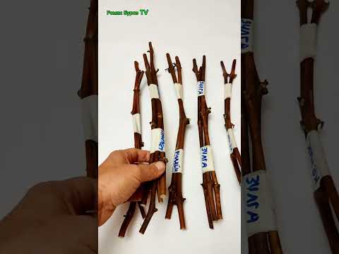 Видео: Черенки винограда для Северного виноградарства ранние и морозостойкие сорта #garden 