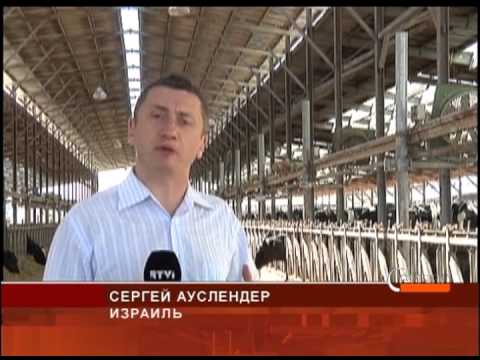 Видео: Израильские фермеры установили мировой рекорд по надоям молока