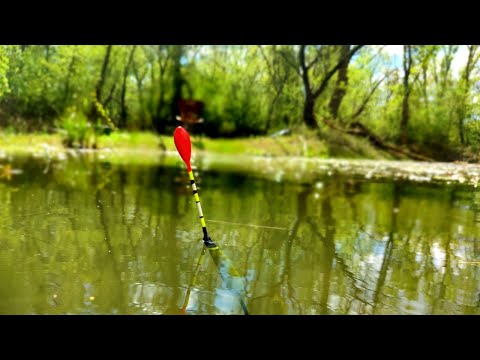 Видео: ЗАБРОШЕННОЕ ОЗЕРО ПОЛНОЕ РЫБЫ. Почему здесь никто не рыбачит? Рыбалка на поплавок 2023