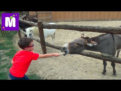 Видео: Кормим домашних животных на ранчо