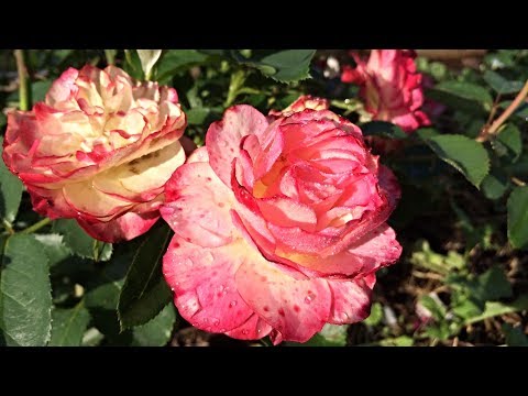 Видео: Летнее цветение на нашей плантации