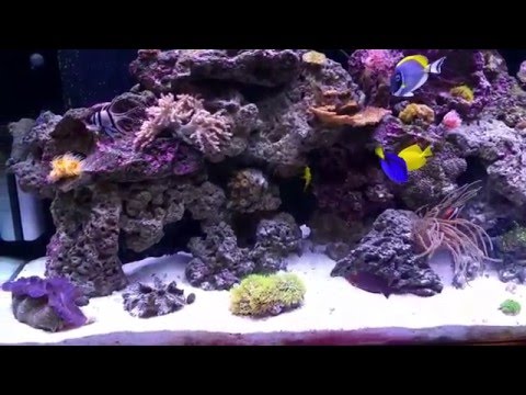 Видео: морской аквариум 420 лтр. (часть 5). Итог за 160 дней.