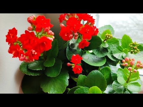 Видео: Обрезка каланхоэ. #цветы #flowers #каланхоэ #обрезка