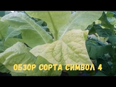 Видео: Обзор сорта Символ 4