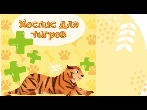 Видео: Дмитрий и Яна Ким о хосписе для крупных кошек "Дом тигра"