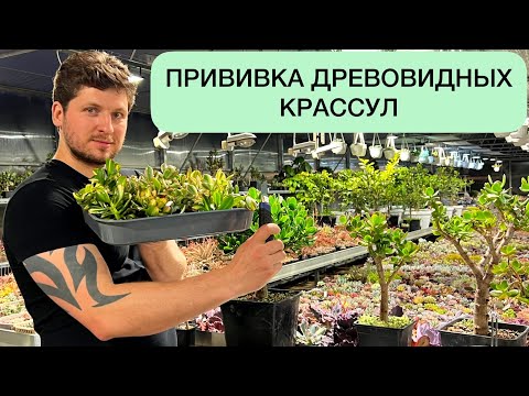 Видео: ПРИВИВКА ДРЕВОВИДНЫХ КРАССУЛ. ДЕНЕЖНОЕ ДЕРЕВО МУЛЬТИКОЛОР. ТОЛСТЯНКА CRASSULA OVATA GRAFTING