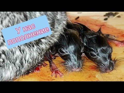 Видео: Новорожденные шиншиллы.