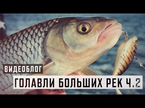 Видео: Голавли больших рек ч.2. Ловля в дрейфе на "ратлины".
