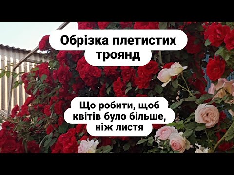 Видео: Обрізка плетистих троянд/ як отримати більше квітів/pruning climbing roses