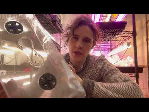 Видео: Укореняем черенки георгинов легко! Получите в 10 раз больше георгинов (почти) бесплатно!